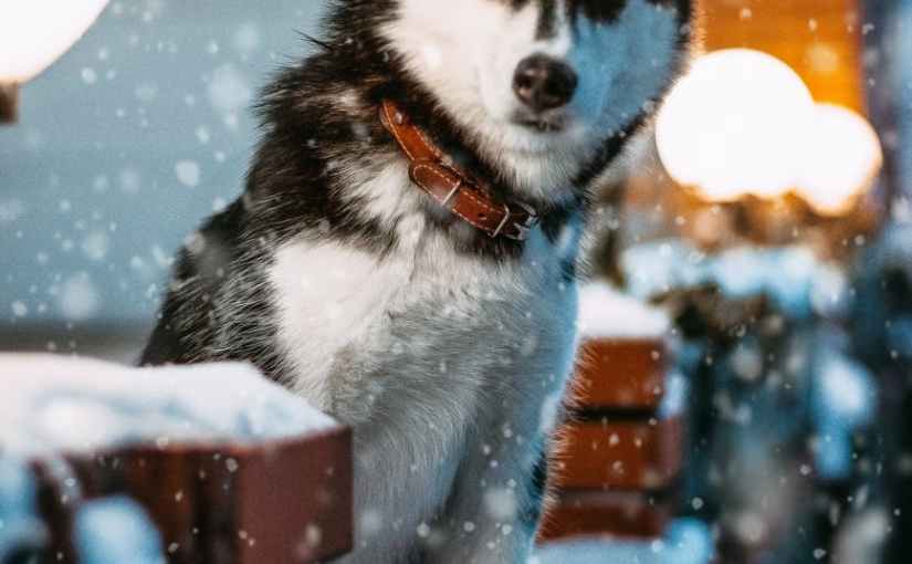 Man’s Best Friend(ish)