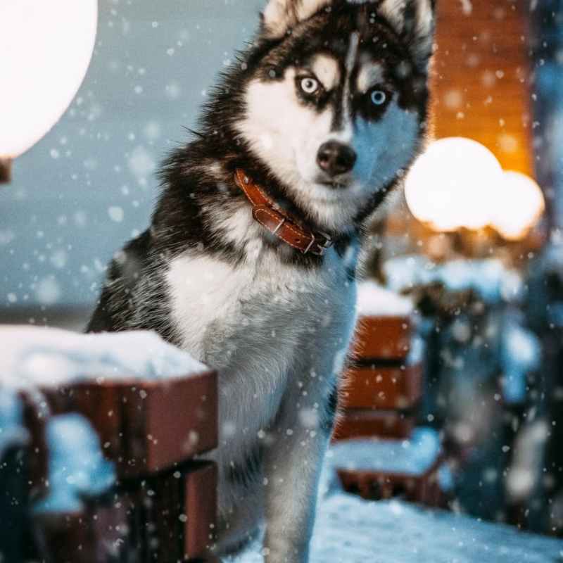 Man’s Best Friend(ish)